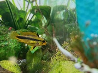 Apistogramma trifasciata fry for sale in Newcastle, £4 each or 6 for £20