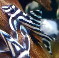 Live zebra pleco fish available for sale now.