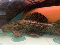 Reduced £100 11 inch L160 Spiny Monster Pleco Pseudacanthicus Spinosus chunky Fish
