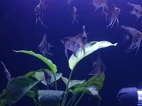SOLD.. Baby Angel Fish For Sale