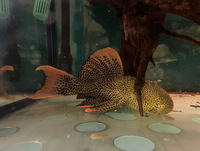 12-13 inch L114 Pleco Pseudacanthicus.cf. Leopard Cactus 12-13 inches chunky fish