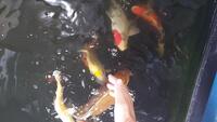 Koi Carp nine fish 6 inches to15 inches poss the equipement