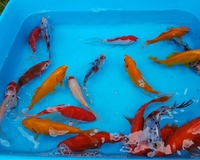Medium size Goldfish Variety Pond Selection Pack -5-6