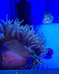 Marine Fish / coral #2