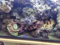 Live rock for sale good quality