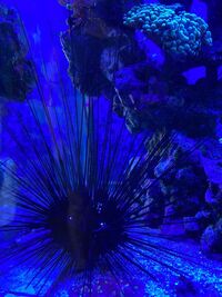12 inch Sea Urchin - West London - Collection only