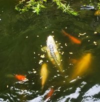 5 large koi for sale
