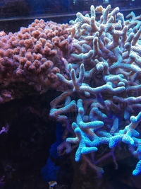 Great value corals - SPS, LPS colonies not just frags