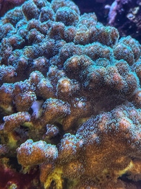 Great value corals - SPS, LPS colonies not just frags