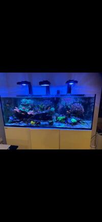 Red Sea reefer 450 with livestock and equipment  ecotech radions, MP40w, deltec, kamoer
