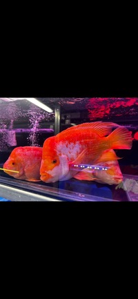 Rare Hybrid Mammon Parrot Fish
