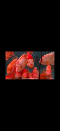 Rare Hybrid Mammon Parrot Fish