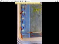 3cm young bristlenose plecos for sale/ Red Cherry shrimp / Guppy Grass
