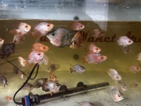 Mix of various hybrid parrot fish last 100 left from 500
