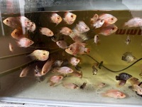 Mix of various hybrid parrot fish last 100 left from 500