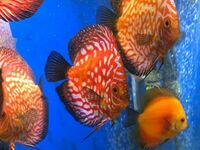 Over 800 discus in stock @ CHESHIRE OAKS DISCUS..from £20. stock on youtube