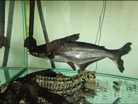 Pangasius Catfish Shark Catfish
