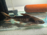 Lithodoras dorsalis very rare catfish