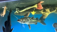 Redtai catfish