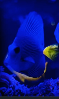 Purple tang reef fish marine