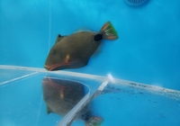 undulate triggerfish for sale