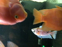 Adult Malawi and Yellow labs for sale or swap for American cichlids.
