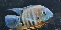 5 inch Rotkeil severum 3 inch Turquoise severum 4 inch chocloate cichlid