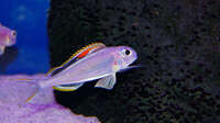 XENOTILAPIA NIGROLABIATA RED PRINCESS F2 - 30 pounds each or 10 fish + 25 each