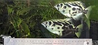 Archerfish Clouded Archer Fish Toxotes blythii