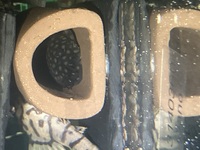 L309 Pleco proven trio for sale, rarely offered and not available on EBay