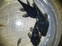 L309 Pleco proven trio for sale, rarely offered and not available on EBay