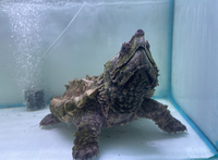 Alligator Snapping Turtle 10 inch Shell