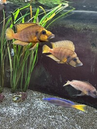 Altolamprologus Compressiceps Gold Head x3 For Sale