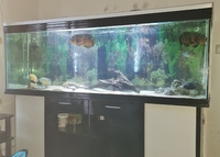6.5FT TANK AND STAND FOR SALE PLEASE READ LISTING 