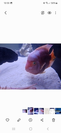 Kohaku Santa Parrot XL