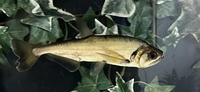 Rare Payara / Vampire Fish 6-7inch