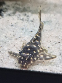 Barging price /plecs/corys price reduced