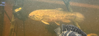 Golden Wolf Fish Large Adult 12”