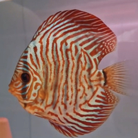 Discus WANTED