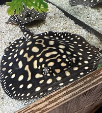 Hybrid BD Stingray, Male and Female SOLD