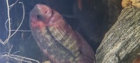 Chocolate cichlid male