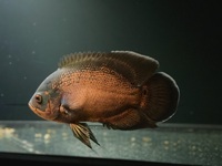 High Grade Oscar approximately 12-13” stunning fish