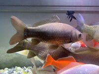 Black/Gold Goldfish - 40-50cm