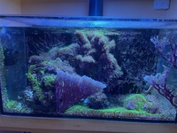 Tank Closure - Clown Fish, Live Rock and Green Star Polyp for sale