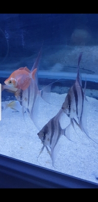 Altum angelfish trio