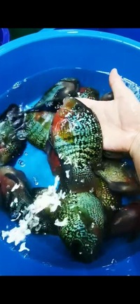 Super Rare Hybrid Parrot Fish Planet Arowana