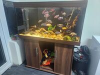 4 Foot Jewel Cichlid Aquarium Complete + Fluval FX4 Filter & Accessories