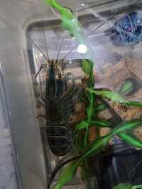 Blue freshwater lobsters/crayfish