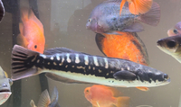 GIANT SNAKEHEAD - COLLECTION FROM SOUTH LONDON