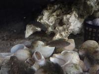 Colony of Shell Dwellers - Neolamprologus multifasciatus